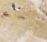 Tumbled Travertine
