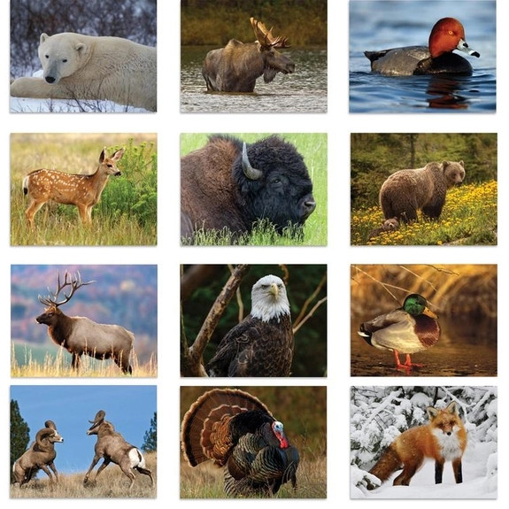 Wildlife 13-Month Custom Calendar