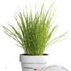 Promotional Office Dirt ™ Desk Grass Plant with Logo