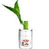 Promotional Live Good Luck Bamboo Plant in Vase - 4" Plant with Logo