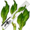 Promotional Live Good Luck Bamboo Plant with Logo