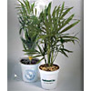 Promotional Mini Promotional Palm Tree with Logo