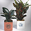 Promotional Single Live Tropical Plant with Logo