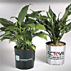 Promotional Live Tropical Promotional Plant - 12" to 18" with Logo