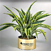 Promotional Large Live Tropical Plant - 15" to 22" with Logo