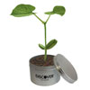 Promotional Magic Bean Logo Plant in Tin Can with Logo