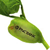 Promotional Magic Logo Bean Plant with Logo
