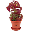Promotional Blossom Kit with Logo