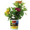Promotional Grow Cups - Calendar with Logo