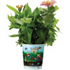 Promotional Grow Cups - Custom with Logo