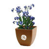 Promotional Bamboo Planter Blossom Kit with Logo