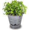 Promotional Herb Garden Pot with Logo