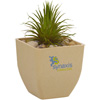 Promotional Air Plant Set with Logo