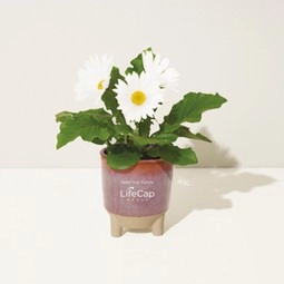 Flowers - Modern Sprout Glow & Grow Custom Gift Set