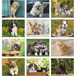 Puppies & Kitties - 13 Month Appointment Custom Calendar
